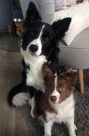 Black And White Border Collie Lab Mix Puppy Love The Black And White Border Collies But The Red Ones Are Cute To In 2020 White Border Collie Collie Dog Collie Puppies