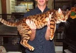 In any case, these cats may appear larger than they actually are, due to their strong, muscular bodies. Bengal Cat Size Reference Bengal Cat Cat Breeds Cat Care