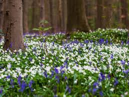 Head to the hallerbos forest in belgium in the springtime and you'll be treated to a magical scene as the lush hallerbos is known as the blue forest thanks to the millions of hyacinths (also known. Visiting The Hallerbos Forest The Blue Forest Of Belgium Magical Bluebells