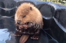 Adorable Baby Beaver Can T Control His Own Tail Wins Internet Baby Beaver Beaver Aggressive Dog