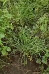 Image result for Tetrapogon tenellus