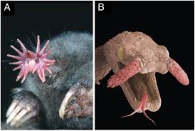 So eyes don't matter to them. Evolution Of Brains And Behavior For Optimal Foraging A Tale Of Two Predators Pnas