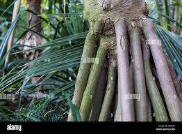 Image result for Pandanaceae