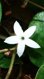 Image result for Geophila