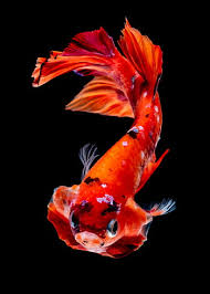Betta fish have been kept as pets in thailand and malaysia since before the 19th century. Royalty Free Betta Fish Photos Free Download Pxfuel