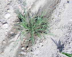 Image result for Eragrostis cilianensis
