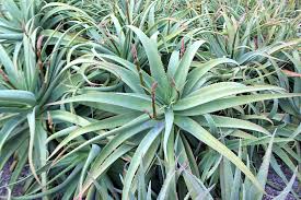 Image result for Aloe