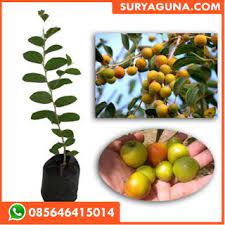 Pin Di Bidara Arab Untuk Kecantikan Wa 085646415014