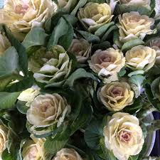 Nameberry includes a wide range of flower names for girls , from garden variety to hothouse blooms. November Colours Canada Blooms