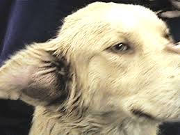 Image result for abscess dog's ear flap