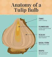 Make Bulbs Bloom Earlier By Forcing Them Fix Com