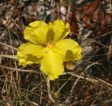 Image result for Didymosalpinx callianthus