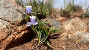 Image result for Tristachya rehmannii