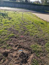 Honeycrisp Apple, 2 Fuji Apple, Santa Barbara Peach and a Pear freshly  planted bare roots. Pruning advice please. : r/FruitTree