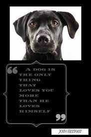 We humans love dogs so much, we've even sung a whole bunch of songs about them! Dog Trivia Questions And Answers Dog Quiz Breeds Facts Waggy Tales