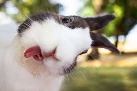 20 Cute And Hilarious Animals With Their Tongues Sticking Out Fotos De Coelhos Animais Bonitos Coelhos Fofos Foto engraçada de coelho na cabeça do cachorro. fotos de coelhos animais bonitos