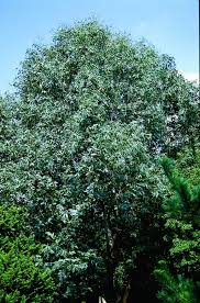 Image result for Eucalyptus angustissima