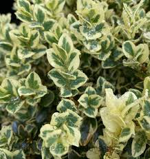 Image result for Buxus