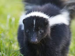 Your dog was sprayed by a skunk. The Five Smells Americans Hate Most And How To Get Rid Of Them