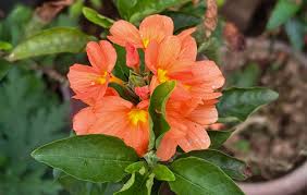 Image result for Crossandra puberula