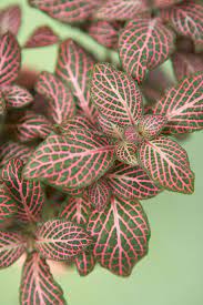 15 Stunning Plants That Are Naturally Pink Pink Leaf Plant Plants Pink Plant