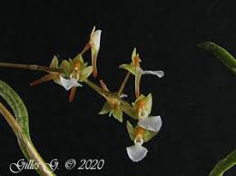 Image result for Microcoelia stolzii