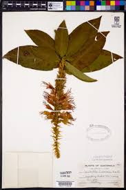 Image result for Combretum celastroides