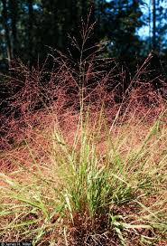 Image result for Eragrostis macrochlamys