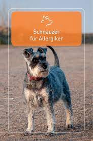 schnauzer fur allergiker hunde fur allergiker hunde hunderassen fur familien