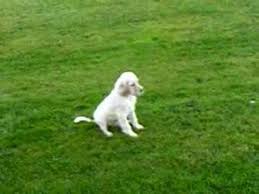 Their mother licks the puppy to clean after birth, this is the first feeling the english setter puppies can feel. Ein Englischer Setter Jagd Hund Ton Im Haus Bretagne English Setter Dog In The House Part 3 Youtube