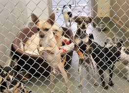 Adopting from soi dog foundation to europe, the us, and canada is straightforward and we organise every step of the process for you. No Room At Albuquerque Animal Shelters Albuquerque Journal