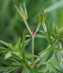 Image result for Geranium aculeolatum