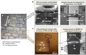 Middle lamella is made up of calcium and magnesium salts of pectin. Https Iopscience Iop Org Article 10 1088 1478 3975 Aa5ba5 Pdf