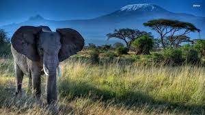 Elephant Hd Desktop Wallpaper Elephant Wallpaper Elephant Elephant Background