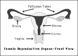 Image result for amenorrhea