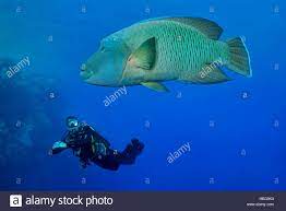 Napoleonfisch kostenlose bilder, frei für den kommerziellen gebrauch. Napoleon Fisch Mit Taucher Beginn Lippfisch Cheilinus Undulatus Rotes Meer Agypten Stockfotografie Alamy