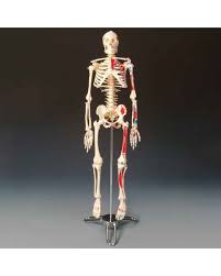 Bone basics and bone anatomy. Anatomical Skeleton Models Skeletal Figures