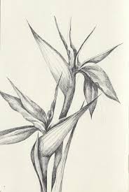 Realistic Bird Of Paradise Flower Tattoo Birds Of Paradise Tattoo Concept Bird Of Paradise Tattoo Paradise Tattoo Birds Of Paradise Flower