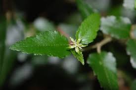 Image result for Tragia rupestris