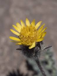 Image result for Melhania prostrata