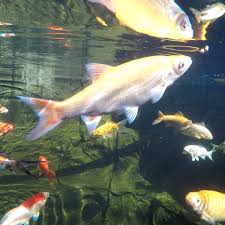Harper's garden centre provides the best in perennials, annuals, tropicals, nursery products, and garden care with help from our expert staff. Pin By Mp Team Turquoise On My Backyard Small Fish Pond Garden Pond Design Small Garden Fish Ponds