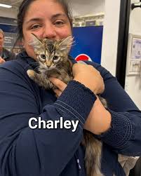 Kittens are flying out the door to be home for the holidays! Charley, Lexi,  Flurry, Dusty, Adult cat Neevah, Blossom, Gus, Casper Henry, Pugsley, and  Naughty & Nice together!