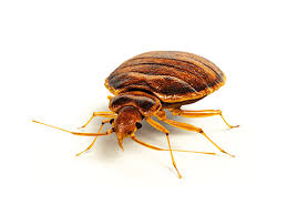 But if people move out, bed bugs can survive by feeding on rats or mice—so control these pests, too. Bedbugs Kamal Kamal