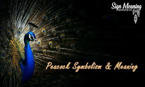 Maybe you would like to learn more about one of these? What Does A Peacock Symbolize Peacock Symbolism Totem