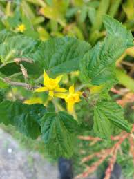 Image result for Corchorus schimperi