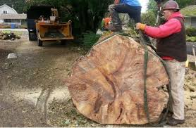 Now choose your local council below and view the full tree preservation order tpo or a summary of the document with the specific rules on tree removal. Frontier Tree Service In Vancouver Washington Vancouver S Tree Experts