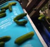 Cucumber, pickle, and gherkin optical sorting machines | TOMRA