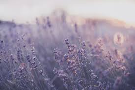 Deserts, gardens, and most frequently, plants and flowers. Wallpaper Laptop Estetik Pinterest Novocom Top
