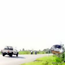 Image result for Orthochilus mechowii