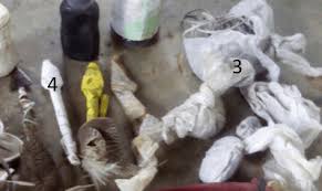 Image result for Acokanthera laevigata